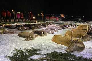 Zvěř bez označení, hlavy laní v remízku. Co se dělo v honitbě u Mimoně - Seznam Zprávy